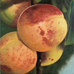 Apricots, 1998, OOC, 16 x 16 in