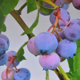Blueberries VII, 2017, OOC, 33 x 33 in