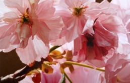 Cherrie Blossoms III, 2006, OOC, 34 x 55 in