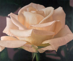 Rose XXXV,2001, OOC, 47 x 55 in