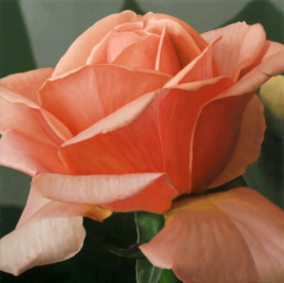 Rose XLIII, 2006, OOC, 16 x 16 in
